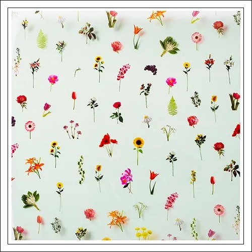 Studio Calico Specialty Paper Transparency Sheet Floral Elliot Collection